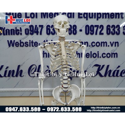 Mô hình xương người kèm rễ thần kinh 170cm